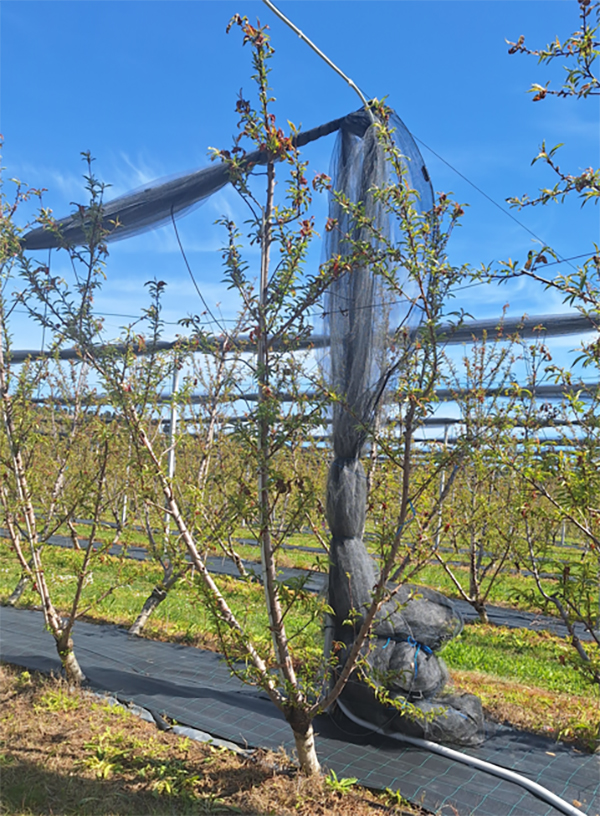 Dettaglio di pianta di pesco allevata a V nella forma a candelabro